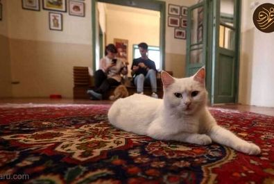 موزه گربه‌ها در تهران