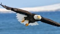 بببینید| حمله عجیب یک عقاب به هواپیما