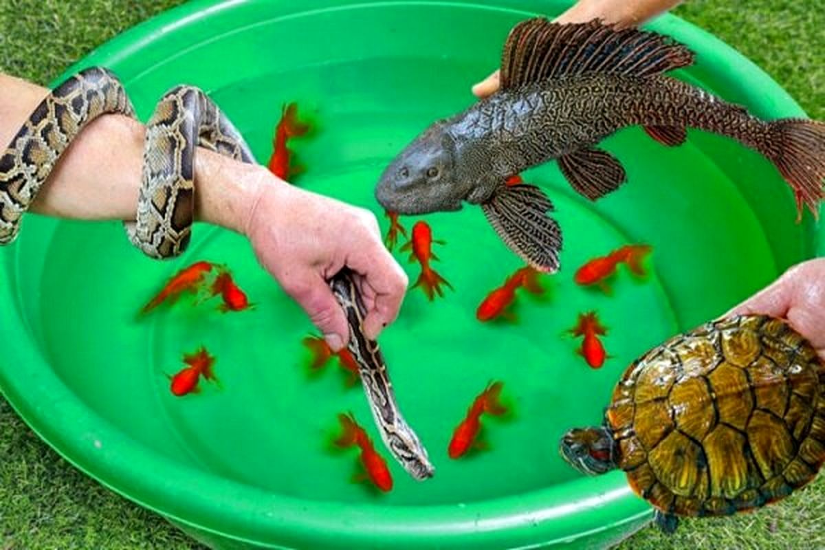 هشدار جدی درباره فروش لاک پشت، مارماهی و سمندر!