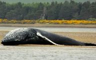 کشف لاشه یک نهنگ در آب‌های جزیره کیش + فیلم
