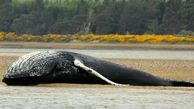 کشف لاشه یک نهنگ در آب‌های جزیره کیش + فیلم