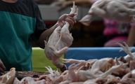 هشدار به گرانفروشان؛ نرخ مرغ همان کیلویی ۶۳ هزار تومان است