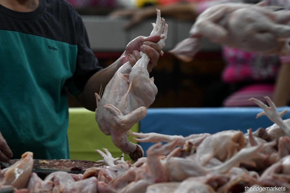 هشدار به گرانفروشان؛ نرخ مرغ همان کیلویی ۶۳ هزار تومان است