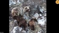زمستان جهنمی خرس مادر و دو توله‌اش را به کوهنوردی کشاند| ببینید
