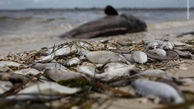 مرگ دردناک صدها ماهی در دریاچه بی‌آب +فیلم