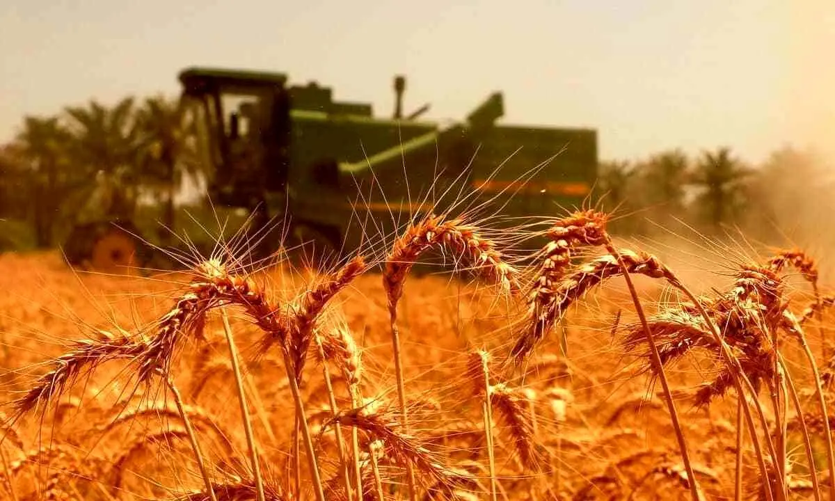 خبر مهم وزیر برای گندمکاران/ قیمت گندم تغییر میکند؟