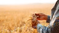 قیمت گندم بدون تغییر | تعین قیمت گندم منتظر وزیر جدید کشاورزی