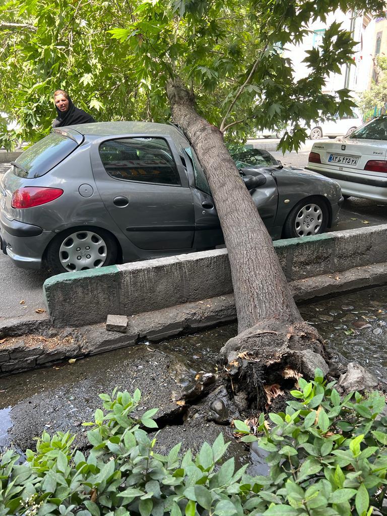 وقوع حادثه کم‌سابقه در اصفهان؛ درخت قربانی گرفت