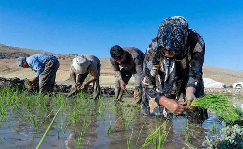 «تب شالیزار» جان یک کشاورز دیگر را هم گرفت