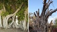 جزییات بلایی که سر درخت 500ساله کیش آمد | تصاویر