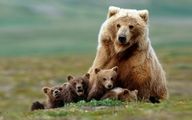 خرس مادر و توله‌هایش کوهنوردان را غافلگیر کردند+فیلم