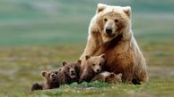 خرس مادر و توله‌هایش کوهنوردان را غافلگیر کردند+فیلم