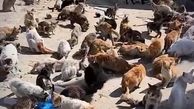  تجمع بزرگ گربه‌های گرسنه به‌دنبال غذا در جنوب غزه+فیلم