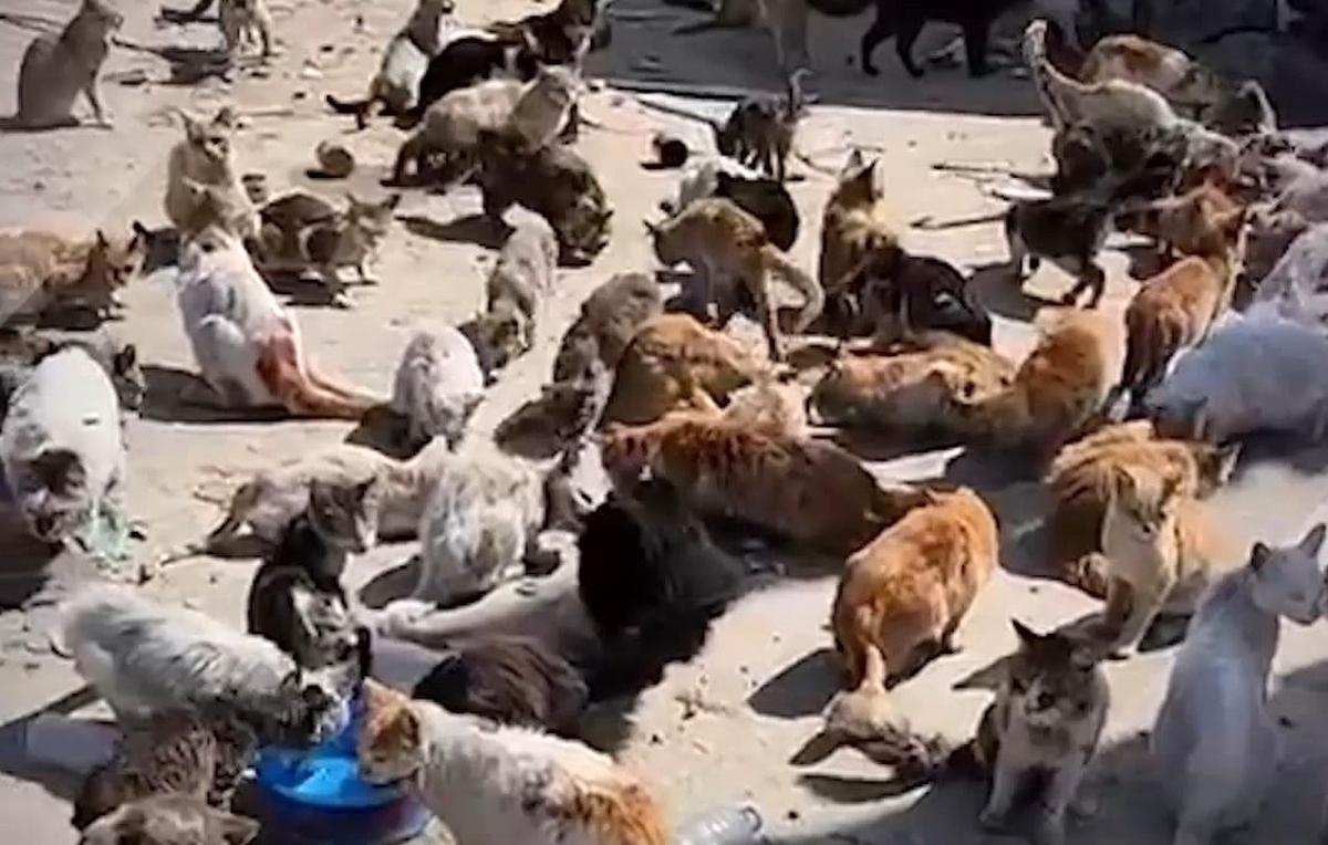  تجمع بزرگ گربه‌های گرسنه به‌دنبال غذا در جنوب غزه+فیلم