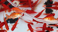 هشدار مهم درباره خطرات ماهی‌های قرمز