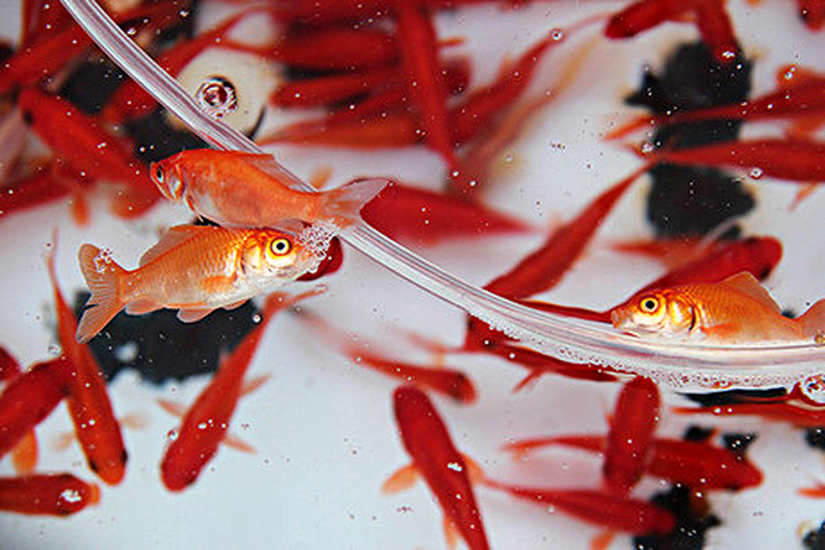 راهکاری برای افزایش طول عمر ماهی قرمز عید