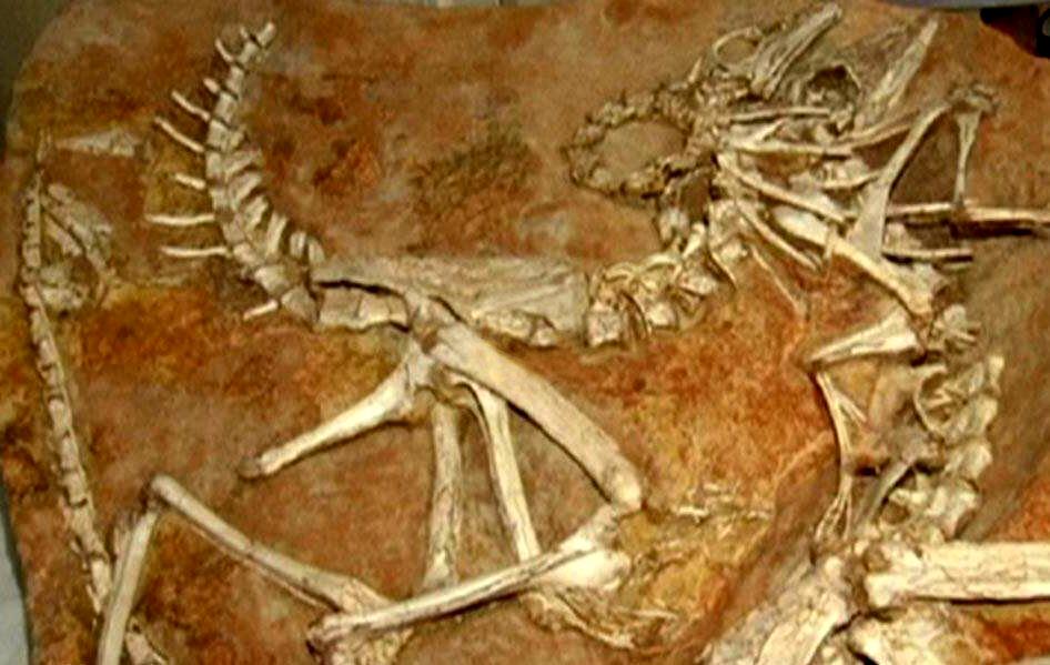 آیا دایناسورها مانع طولانی‌تر شدن عمر انسان شدند؟!


