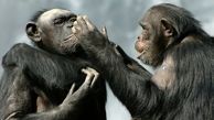 شامپانزه‌ها رکورد ضریب هوشی را زدند