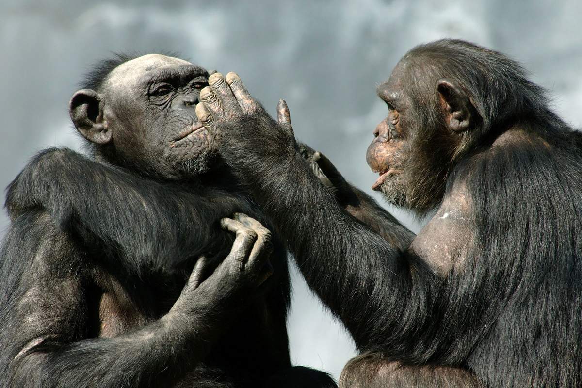 شامپانزه‌ها رکورد ضریب هوشی را زدند