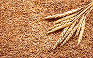 قیمت گندم چقدر افزایش یافت؟