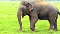 فیلم دفاع فیل مادر از فرزندش در برابر شیرها+ببینید