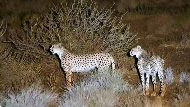 هلیا، مادر یوز تلف شده دیگر به‌دنبال فرزندش نمی‌گردد