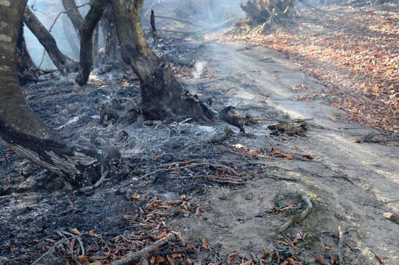۸ هکتار از جنگل‌های رودبار در آتش سوخت + عکس