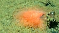 کشف یک موجود دریایی عجیب در اعماق دریا