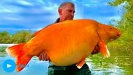 بزرگترین ماهی گلی دنیا به دام افتاد + عکس