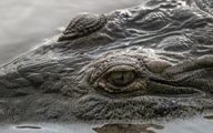 خبر جدید از رشد گونه جدید تمساح در آمریکا