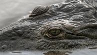 خبر جدید از رشد گونه جدید تمساح در آمریکا