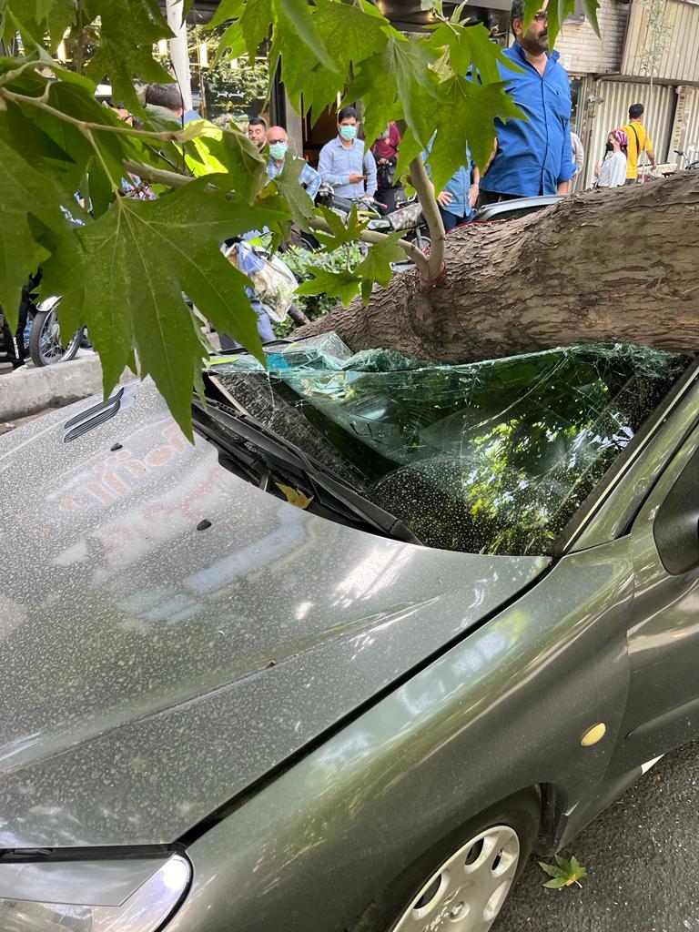سقوط وحشتناک درخت روی ۲۰۶ در خیابان شریعتی / تصویر