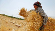 آخرین وضعیت خرید گندم کشاورزان |قیمت گندم چند؟