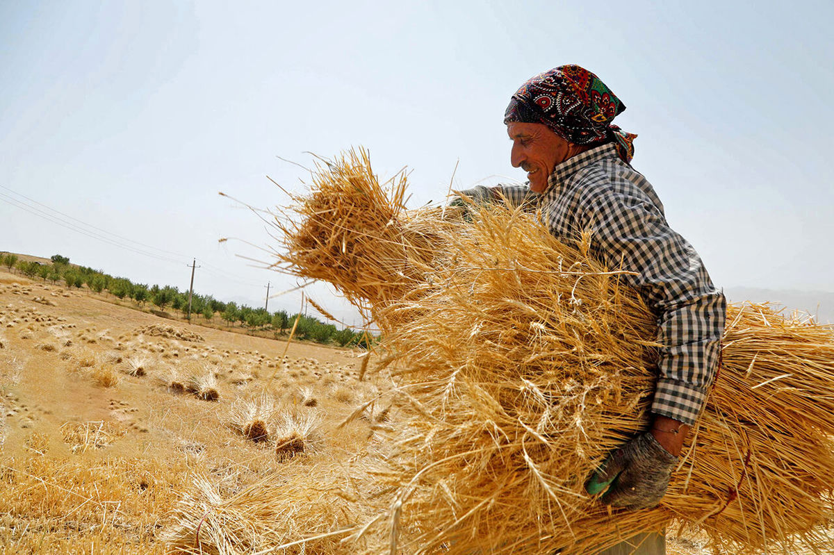 خبر مهم وزیر کشاورزی درباره قیمت گندم، تسویه مطالبات گندم‌کاران و خرید تضمینی گندم برای سال آینده