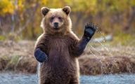 فیلم| رفتار دیدنی دو خرس با بازیدکنندگان باغ وحش