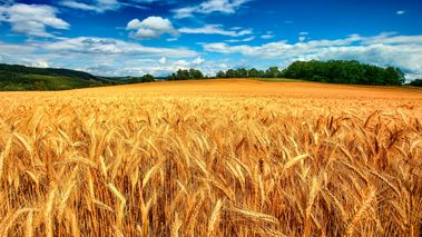 خبر مهم درباره افزایش قیمت گندم | قیمت خرید گندم از گندمکاران اعلام شد