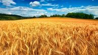 خبر مهم درباره افزایش قیمت گندم | قیمت خرید گندم از گندمکاران کی اعلام می شود؟