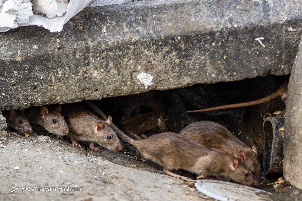 تهران‌ جولانگاه موش‌های نروژی!+عکس