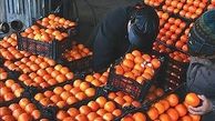 آغاز توزیع میوه‌ها ۳۰ درصد زیر قیمت بازار در تهران