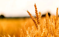خبر مهم درباره افزایش قیمت گندم و پرداخت مطالبات گندمکاران | قیمت خرید گندم از گندمکاران اعلام شد
