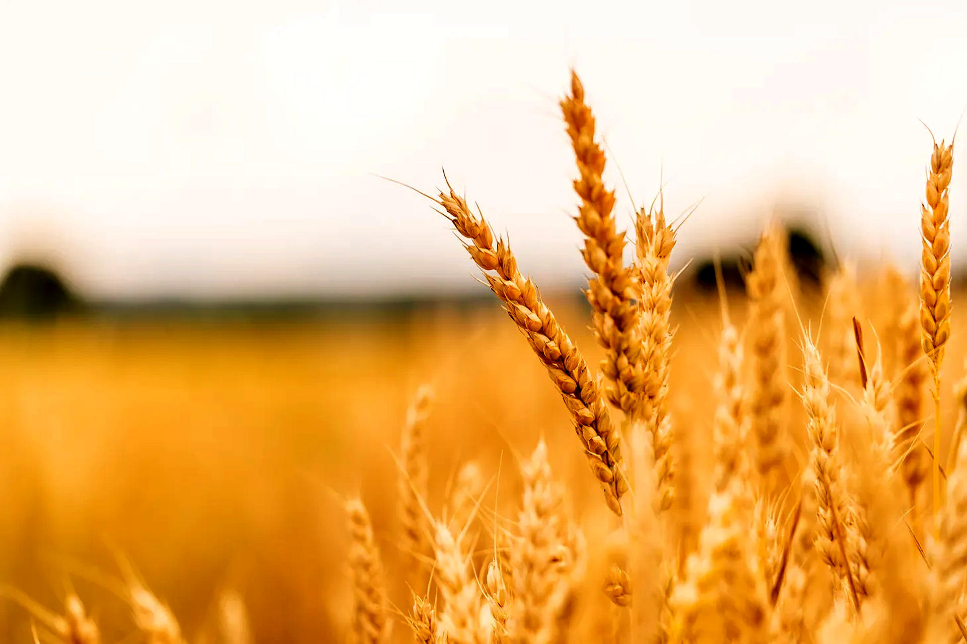 خبر خوش وزارت جهاد برای گندمکاران | تکلیف افزایش قیمت گندم و پرداخت مطالبات گندمکاران مشخص شد؟