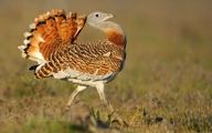 این پرنده در ایران منقرض می‌شود