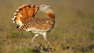 این پرنده در ایران منقرض می‌شود