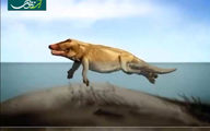 ویدیویی شگفت‌انگیز از تکامل نهنگ که تا به حال ندیده‌اید!+ویدیو