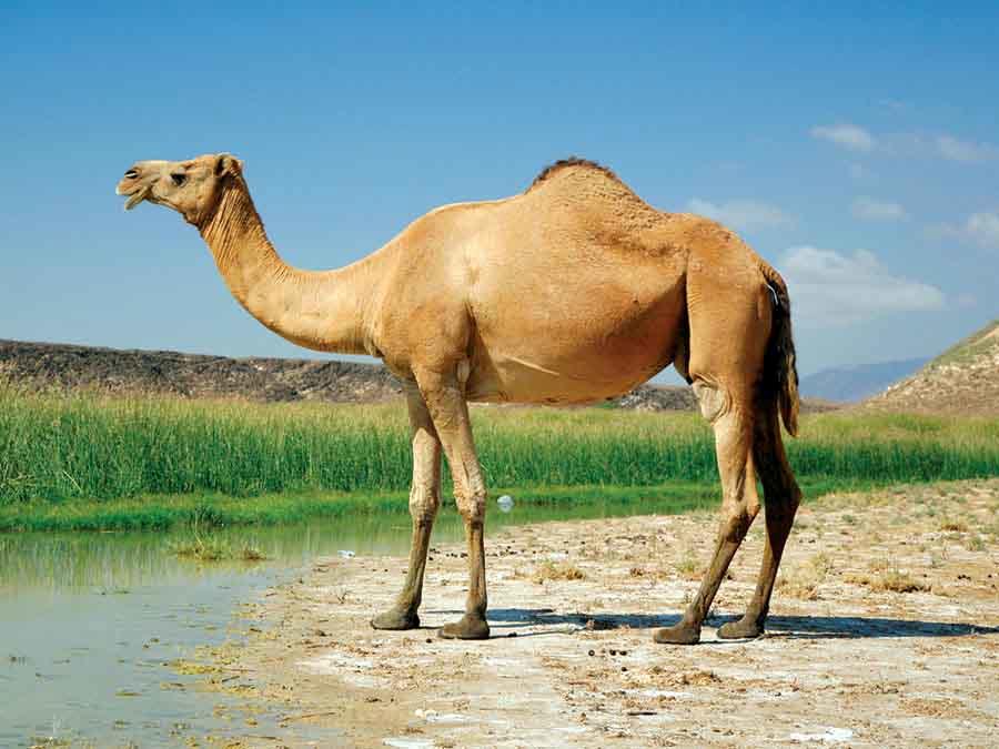 شتر  جان دو نفر را گرفت