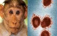 اولین مورد آبله میمون در عربستان شناسایی شد