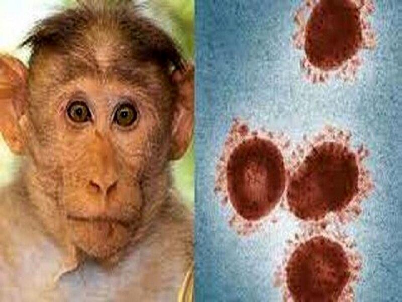اولین مورد آبله میمون در عربستان شناسایی شد
