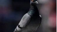 کبوتر مظنون به جاسوسی برای چین آزاد شد!

