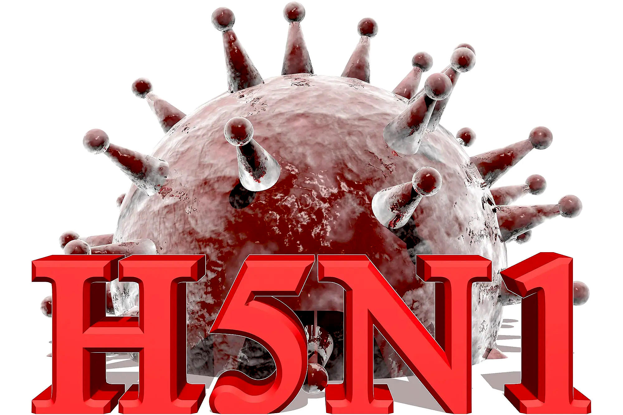 هشدار درباره شیوع ویروس کشنده‌ای که درمان ندارد | «H5N1» چقدر خطرناک است؟