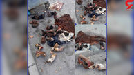 کشف هولناک لاشه های اسب و الاغ در رباط کریم/ مردم وحشت زده شدند + عکس
